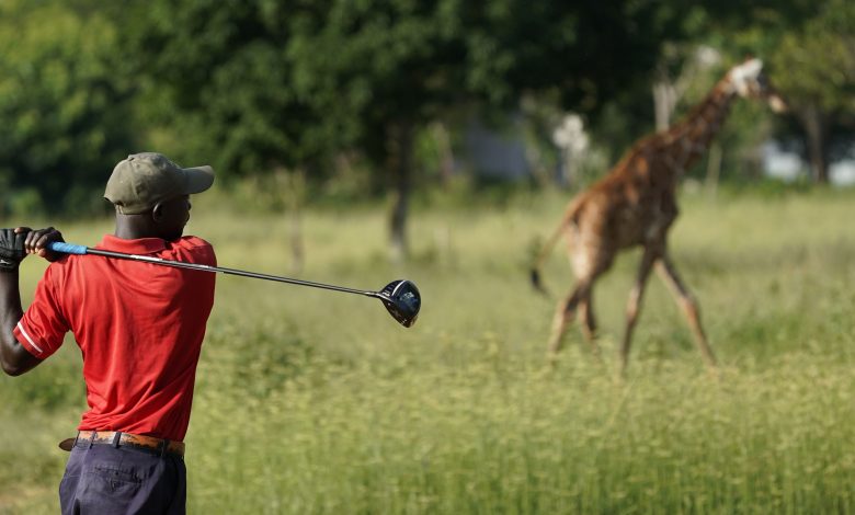 زرافتان تقتحمان ملعب جولف في كينيا